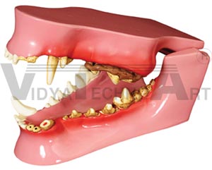 Canine Jaw